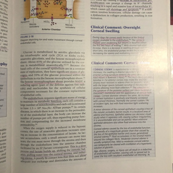 Remington Clinical Anatomy Physiology of the Visual System Book, NBEO part 1 - Picture 4 of 5